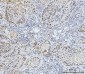 Anti-FEN1 Antibody Picoband™ (monoclonal, 7D11D7)